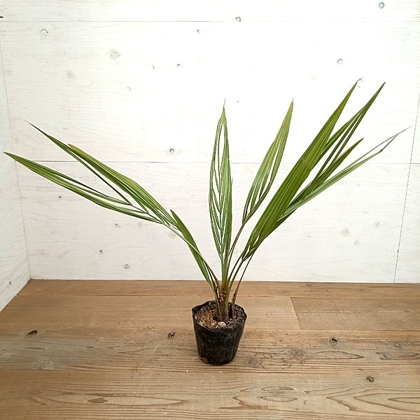 園芸ネット本店｜ココスヤシ（ヤタイヤシ）5号ポット の通販【公式】