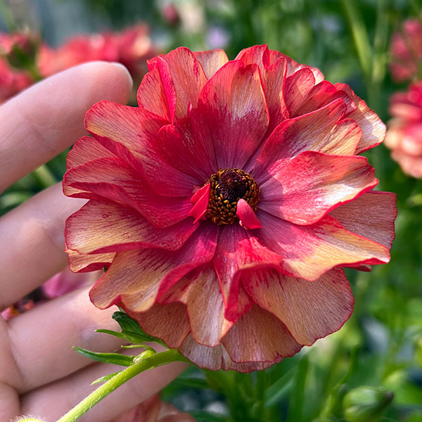 園芸ネット本店｜ラナンキュラス：ラックス ムーサ 5号鉢（開花終了株