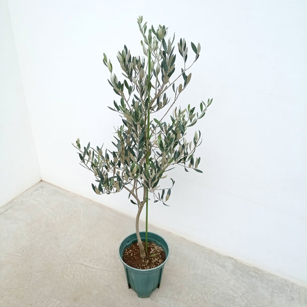園芸ネット本店｜オリーブ：ミッション 8号鉢植え* の通販【公式】