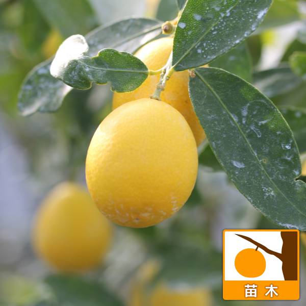 園芸ネット本店｜[26年3月中下旬予約]キンカンライム4～5号ポット の