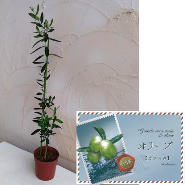 園芸ネット本店｜オリーブ：カラマタ接木苗 5～6号ポット の通販【公式】