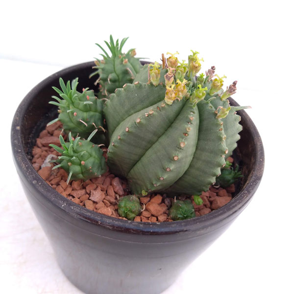 園芸ネット本店｜多肉植物:ユーフォルビア カメレオンヘルメット 3号