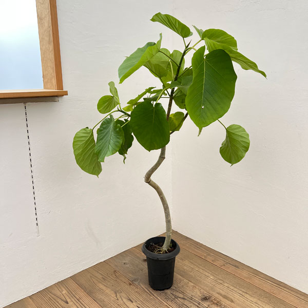 園芸ネット本店｜フィカス・ウンベラータ曲がり 6号鉢植え の通販【公式】