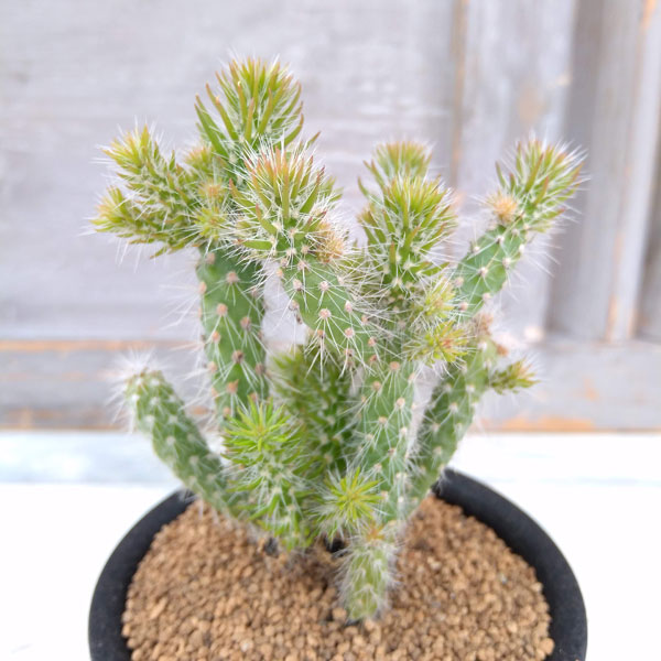 園芸ネット本店｜サボテン：キリンドロオプンチア・スピノシオール 3号