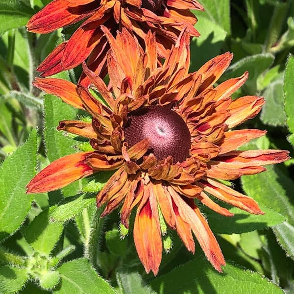 園芸ネット本店｜ルドベキア：エンチャンテッド ルビークラッシュ5号