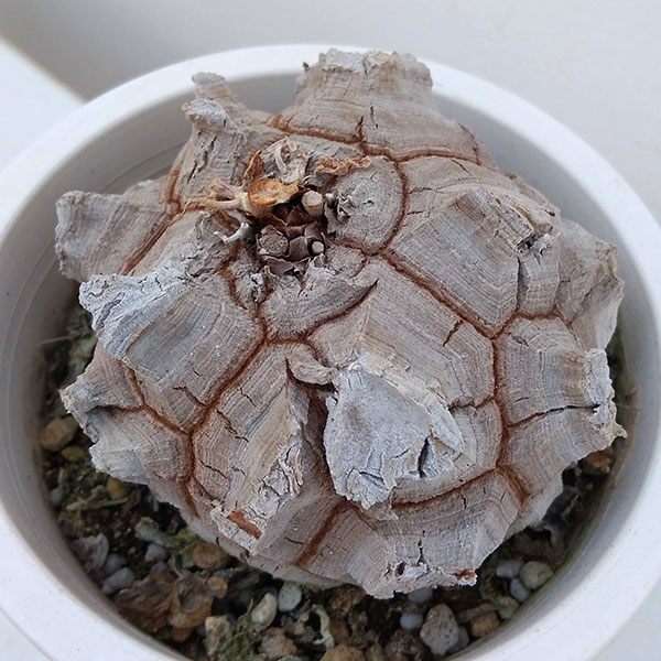 園芸ネット本店｜キッコウリュウ（亀甲竜）4号鉢植え（大）21-04 の