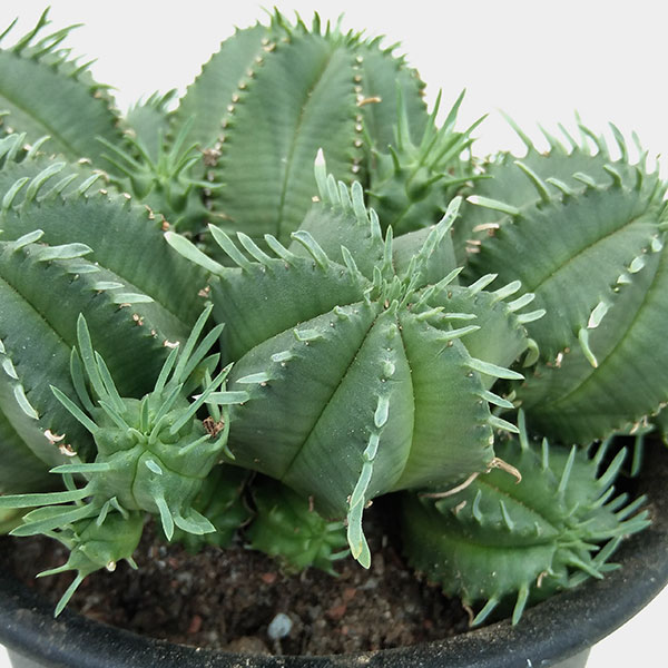 園芸ネット本店｜ユーフォルビア カメレオンヘルメット 5号鉢植え の