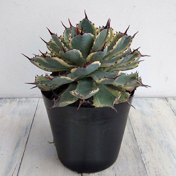 園芸ネット本店｜アガベ：吉祥冠錦（きっしょうかんにしき）5.5号