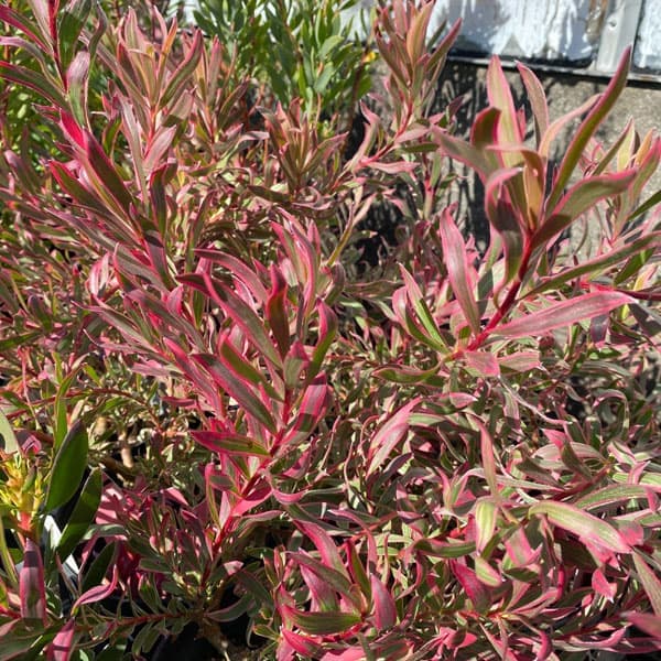 園芸ネット本店｜[ザ・ファームセレクト]リューカデンドロン：ジョリー