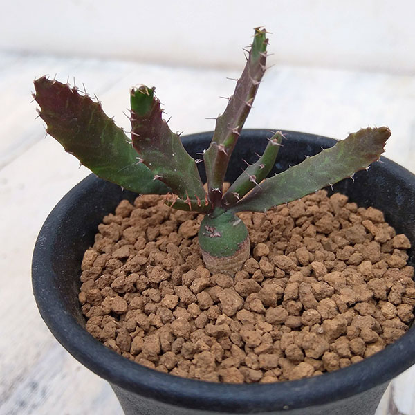 園芸ネット本店｜ユーフォルビア：飛竜2.5号鉢植え の通販【公式】