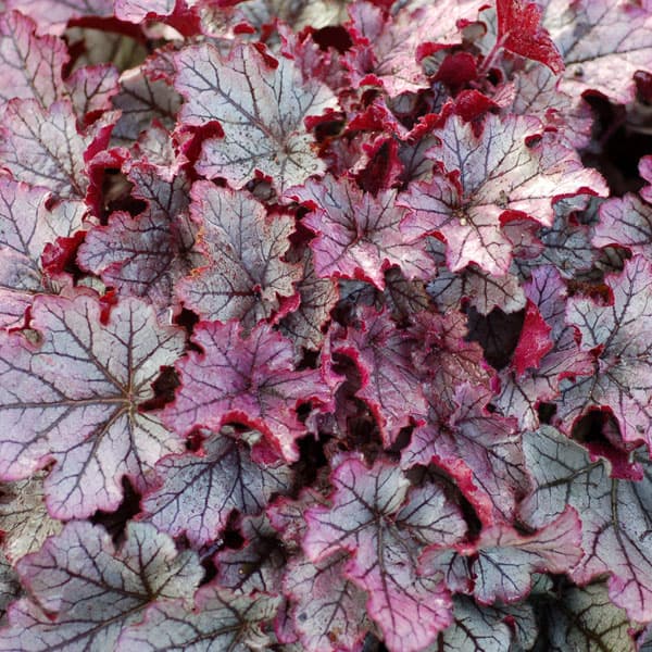 園芸ネット本店｜ヒューケラ：スペルバウンド3-3.5号ポット の通販【公式】