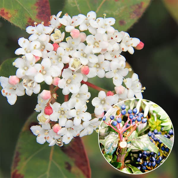 園芸ネット本店｜ビバーナム：ティヌス樹高1m根巻きまたは地中ポット