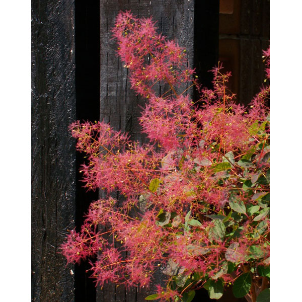 園芸ネット本店｜スモークツリー：ダスキーメイデン4-4.5号ポット の