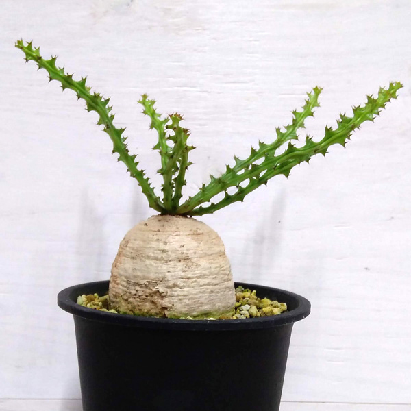 園芸ネット本店｜ユーフォルビア：デシドゥア 6号（蓬莱島） の通販