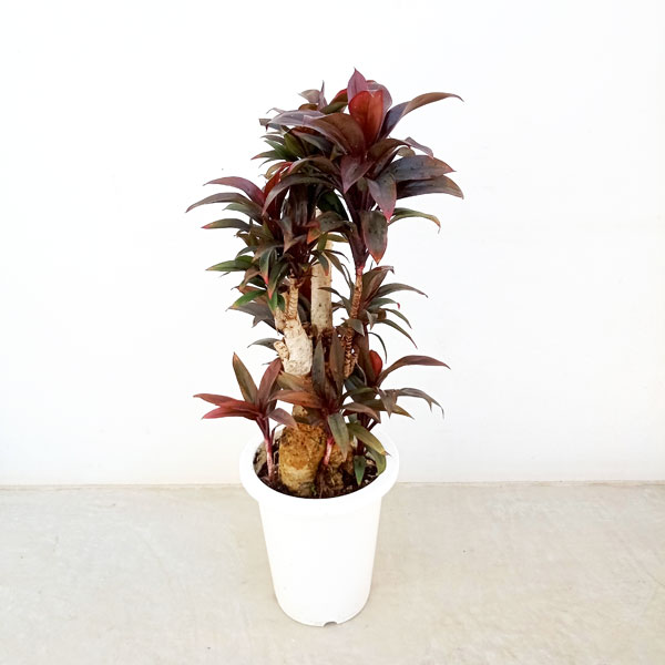 園芸ネット本店｜コルジリネ（コルディリネ）：パープルコンパクタ 6号