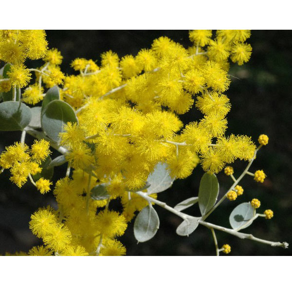 園芸ネット本店｜アカシア：パールアカシア3-3.5号ポット の通販【公式】