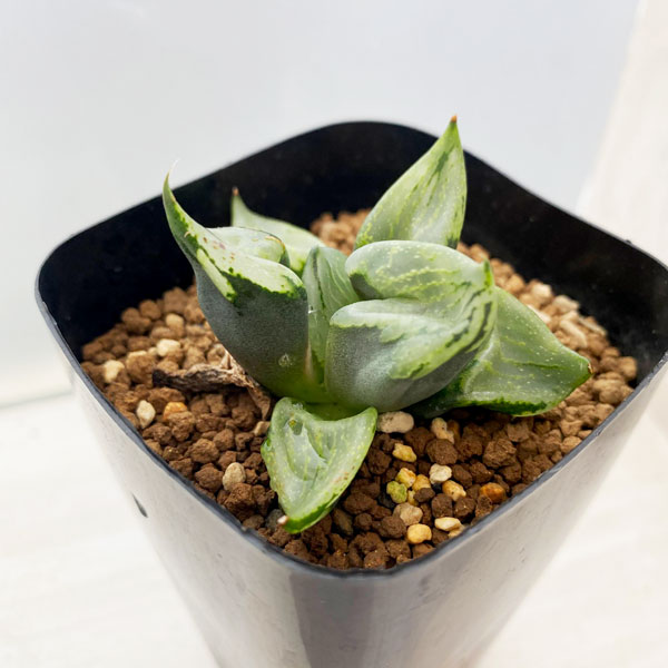 園芸ネット本店｜ハオルチア：B型コンプトミュータント 2.5号 の通販