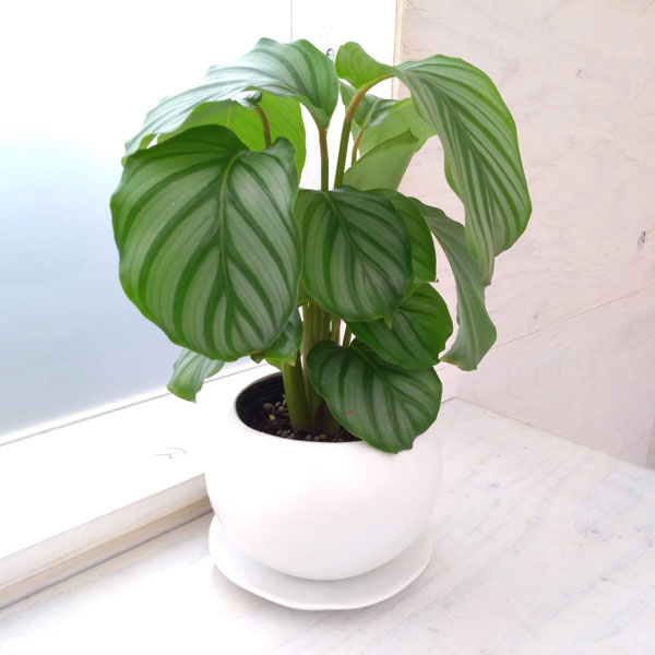 園芸ネット本店｜カラテア：オルビフォリア4号 マリナ白入り の通販