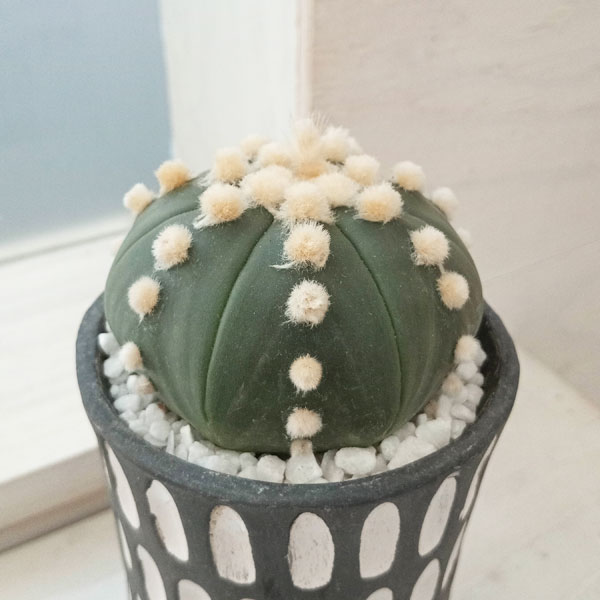 園芸ネット本店｜アストロフィツム：大疣瑠璃兜丸 陶器鉢植え の通販