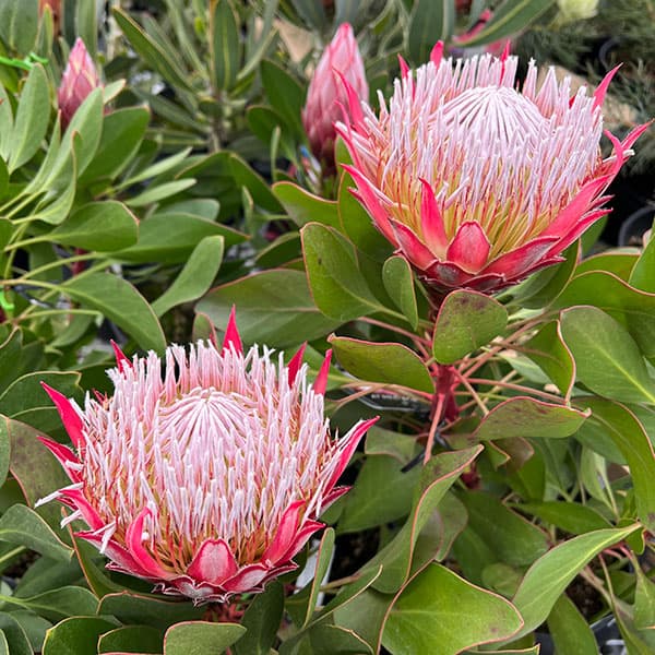 園芸ネット本店｜プロテア：リトルプリンス（2フラワー） 5号鉢植え
