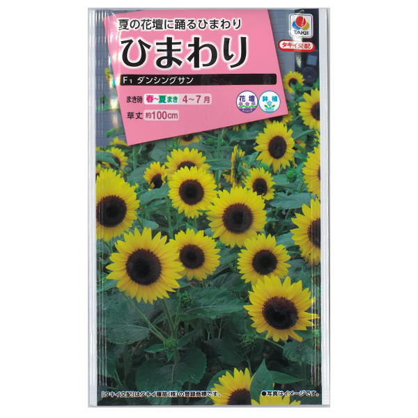 園芸ネット本店｜ヒマワリ：F1ダンシングサン[花タネ] の通販【公式】