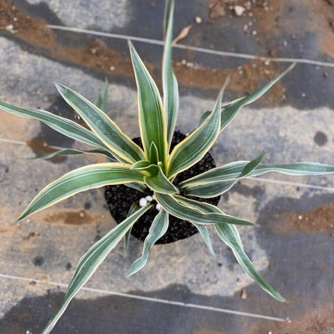 園芸ネット本店｜ユッカ：グロリオサ バリエガータ（斑入り）5号ポット