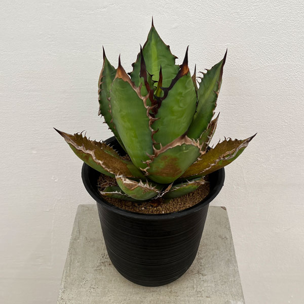 園芸ネット本店｜アガベ：チタノタ ブラック ファイヤー 5号鉢植え の