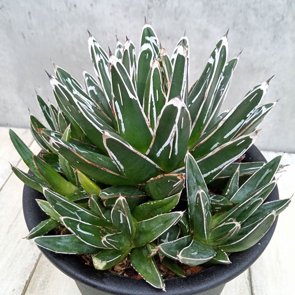 園芸ネット本店｜アガベ：笹の雪 5号23-06 の通販【公式】