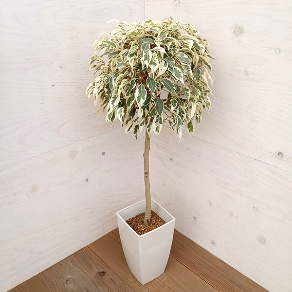 園芸ネット本店｜ベンジャミン：スターライトビューティークィーン 6号