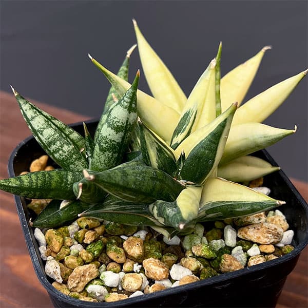 a*n様 (希少) サンスベリア タワーバリエガータ 斑入り a*n様 (希少