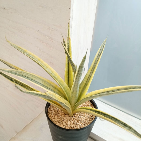 園芸ネット本店｜サンセベリア：マダムチャーム 4号鉢植え23-01 の通販