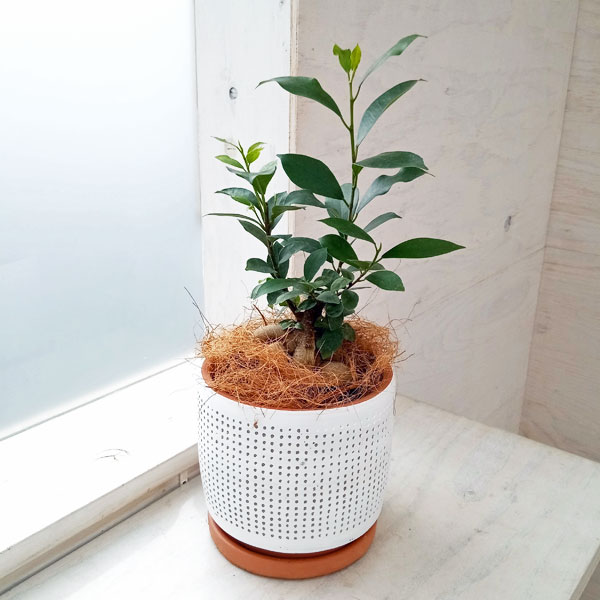 園芸ネット本店｜[送料無料][2024年 父の日ギフト][予約]ガジュマル 4