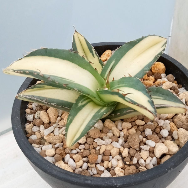 園芸ネット本店｜[送料無料]アガベ：チタノタ No.1 白中斑（発根済