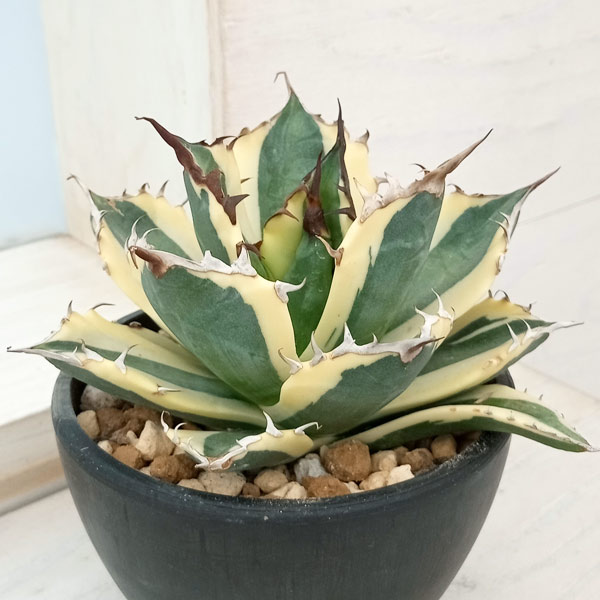 園芸ネット本店｜アガベ：チタノタ スナグルトゥース 3.5号鉢植え23-01