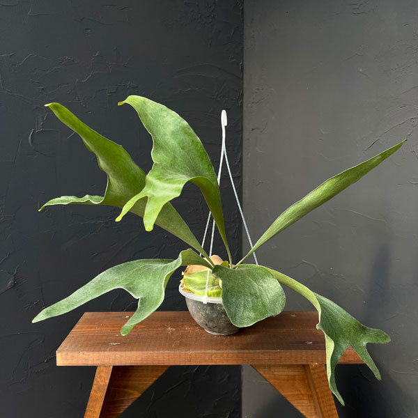 園芸ネット本店｜ビカクシダ（コウモリラン）：麒麟（キリン）スポア株