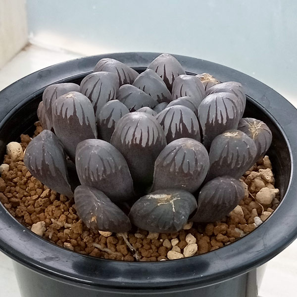 9E 多肉植物 ハオルチア 小葉紫オブツーサ錦糊斑 9E 多肉植物