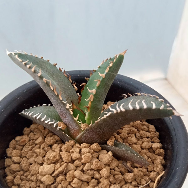 園芸ネット本店｜（わけあり特価）アガベ：チタノタレッドキャット