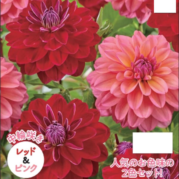 園芸ネット本店｜[26年4月上旬予約]ダリア：コンビネーション（中輪
