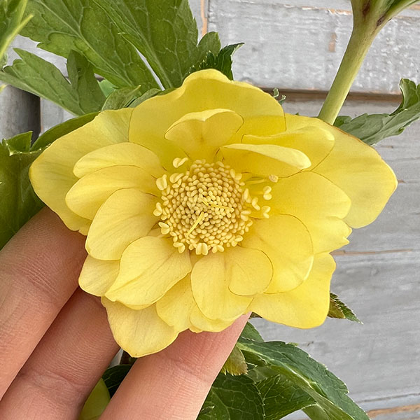 園芸ネット本店｜杉光園芸さんのクリスマスローズ：ダブルゴールド24