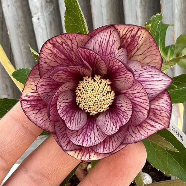 園芸ネット本店｜杉光園芸さんのクリスマスローズ：ダブルゴールド