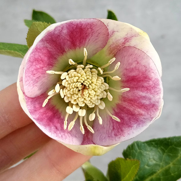 大和園 クリスマスローズ｜激渋ブラウン系｜まるでブラウンパステ