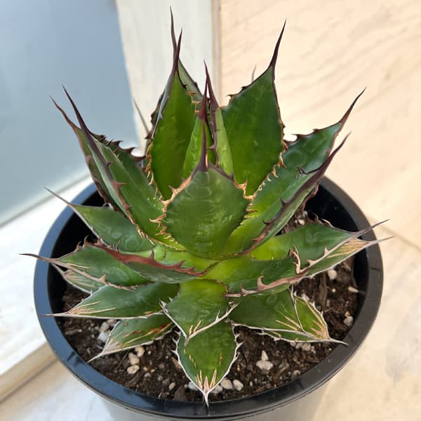 園芸ネット本店｜アガベ：ホリダ 6号鉢植え24-01 の通販【公式】