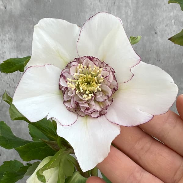 園芸ネット本店｜杉光園芸さんのクリスマスローズ：セミダブル24-14糸