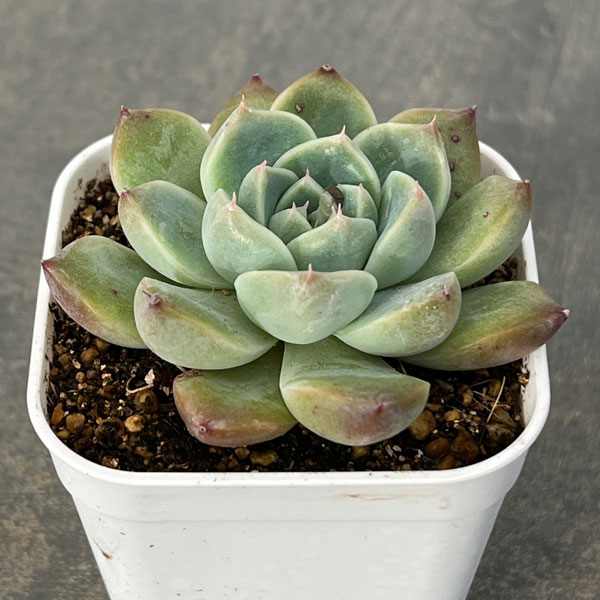 園芸ネット本店｜エケベリア：アルバビューティー 2.5号ポット の通販