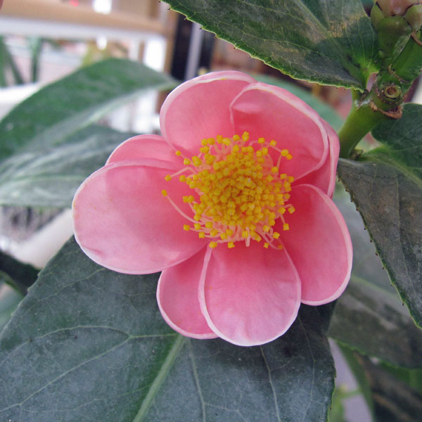 園芸ネット本店｜ベトナムツバキ（椿）：ハイドン5号ポット の通販【公式】