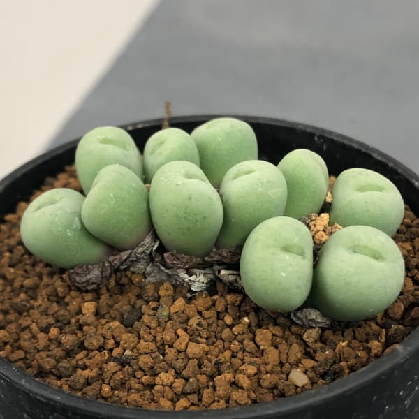 園芸ネット本店｜コノフィツム（原種系）：パゲアエ小粒 2号ポット の