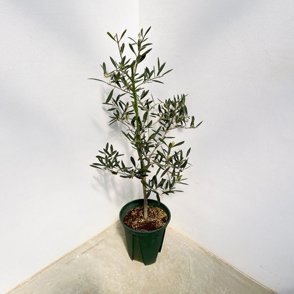 園芸ネット本店｜オリーブ：デルモロッコ 8号鉢植え の通販【公式】