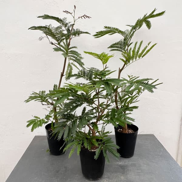 園芸ネット本店｜エバーフレッシュ（こだわりの曲がり仕立て） 5号