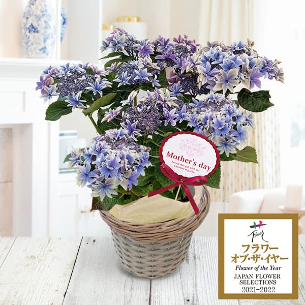 園芸ネット本店｜[送料無料][2026年 母の日ギフト][予約]アジサイ：月