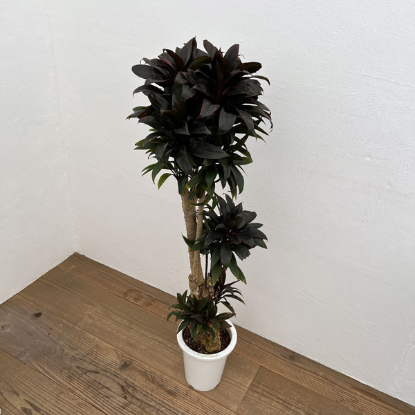 園芸ネット本店｜コルジリネ（コルディリネ）：パープルコンパクタ（背